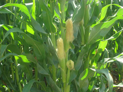 ¡B(ti)r(nng)I(y)ɽf