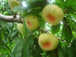 ¡B(ti)r(nng)I(y)ɽf